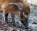 001 20110315_Schwein Tiere D35_2495-Bearbeitet als Smartobjekt-2 Kopie